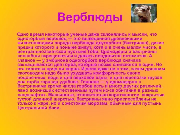 Верблюды Одно время некоторые ученые даже склонялись к мысли, что одногорбый