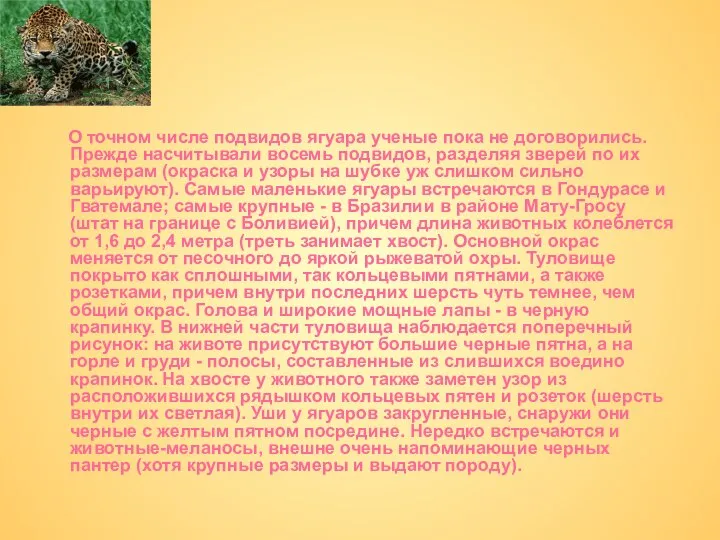 О точном числе подвидов ягуара ученые пока не договорились. Прежде насчитывали