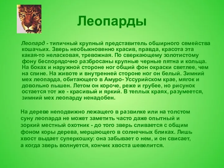 Леопарды Леопард - типичный крупный представитель обширного семейства кошачьих. Зверь необыкновенно