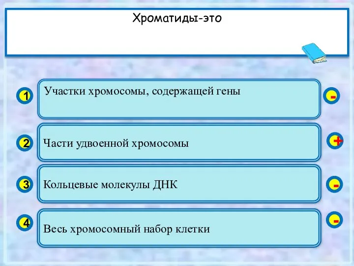 Участки хромосомы, содержащей гены 1 2 3 4 Части удвоенной хромосомы