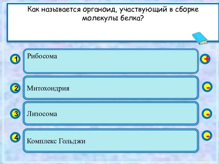 Рибосома 1 2 3 4 Митохондрия Лизосома Комплекс Гольджи + -