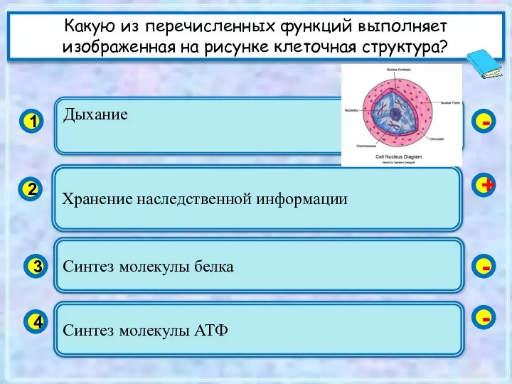 Дыхание 1 2 3 4 Хранение наследственной информации Синтез молекулы белка