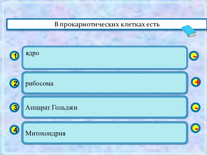 ядро 1 2 3 4 рибосома Аппарат Гольджи Митохондрия - +