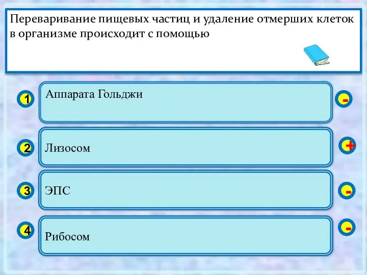 Аппарата Гольджи 1 2 3 4 Лизосом ЭПС Рибосом - +