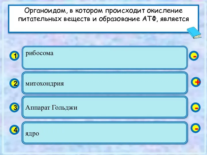 рибосома 1 2 3 4 митохондрия Аппарат Гольджи ядро - +