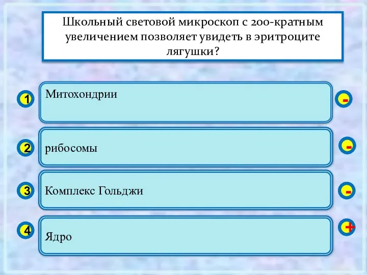 Митохондрии 1 2 3 4 рибосомы Комплекс Гольджи Ядро - -