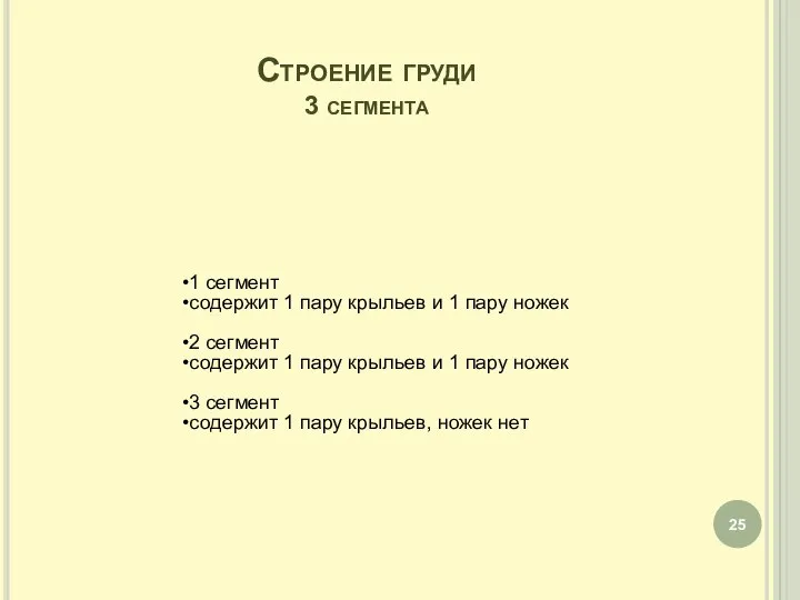 Строение груди 3 сегмента