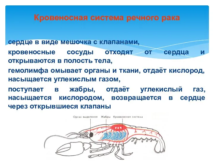 Кровеносная система речного рака сердце в виде мешочка с клапанами, кровеносные