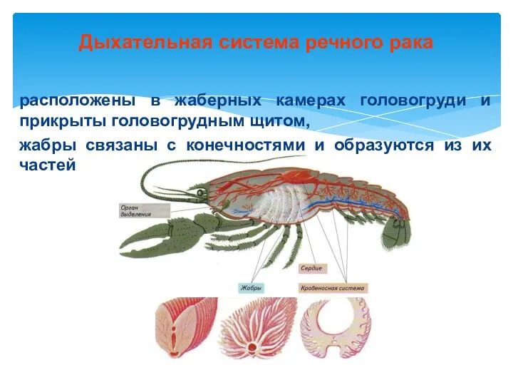 Дыхательная система речного рака расположены в жаберных камерах головогруди и прикрыты