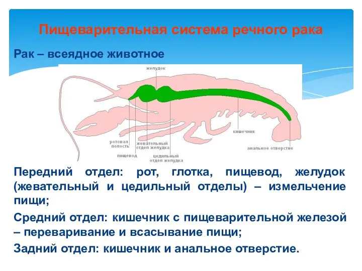 Пищеварительная система речного рака Рак – всеядное животное Передний отдел: рот,