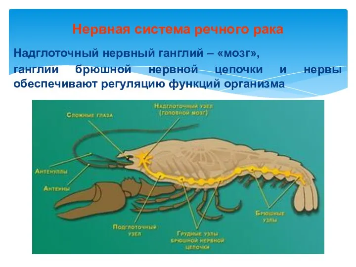 Нервная система речного рака Надглоточный нервный ганглий – «мозг», ганглии брюшной