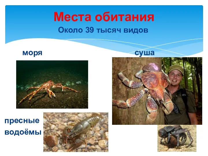 Около 39 тысяч видов моря суша пресные водоёмы Места обитания