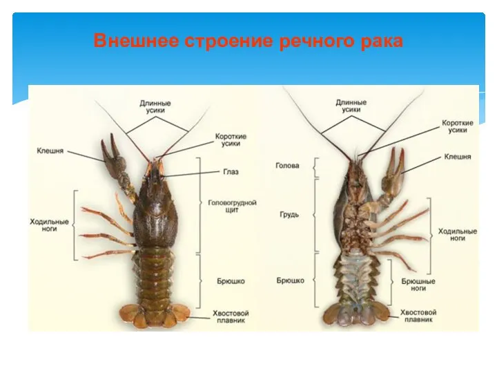 Внешнее строение речного рака