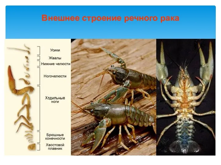 Внешнее строение речного рака