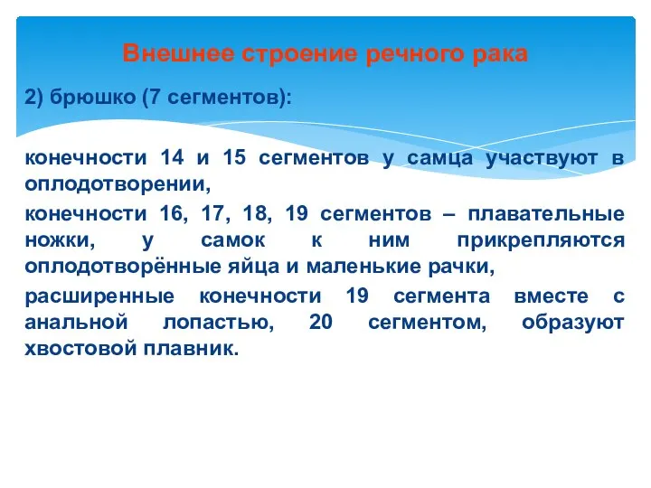 Внешнее строение речного рака 2) брюшко (7 сегментов): конечности 14 и