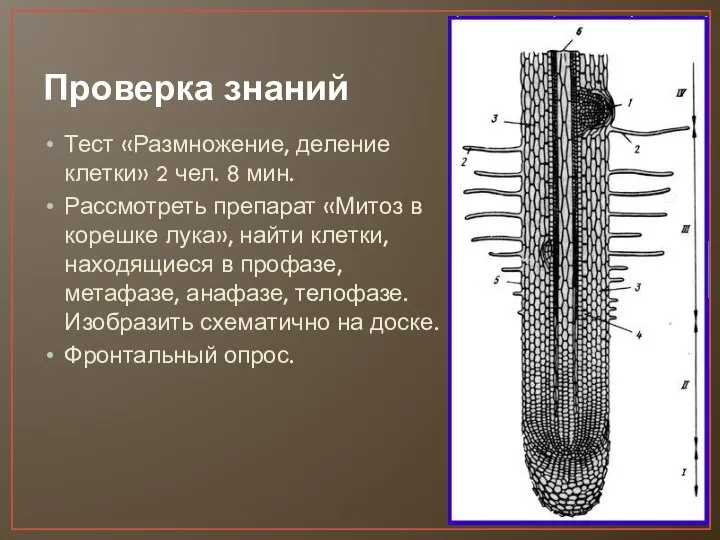 Проверка знаний Тест «Размножение, деление клетки» 2 чел. 8 мин. Рассмотреть