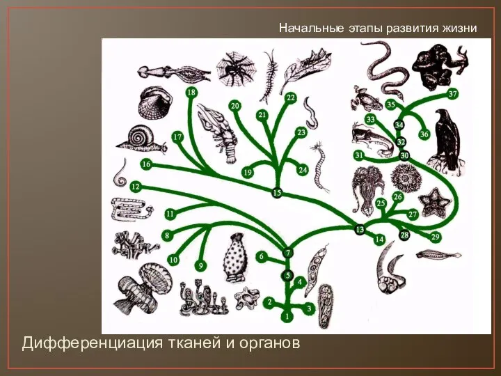 Дифференциация тканей и органов Начальные этапы развития жизни