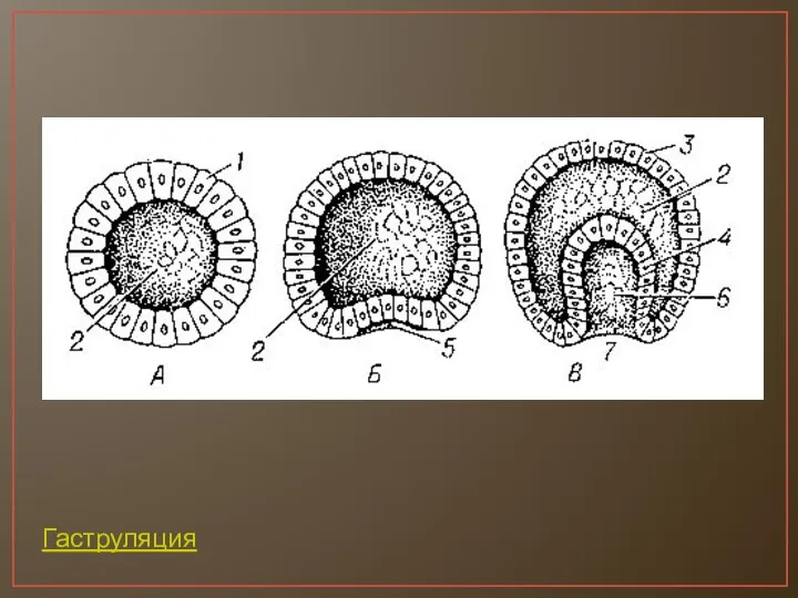 Гаструляция