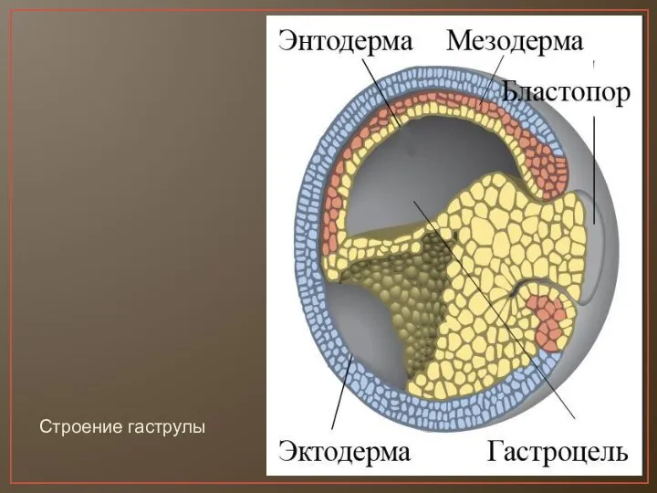 Строение гаструлы