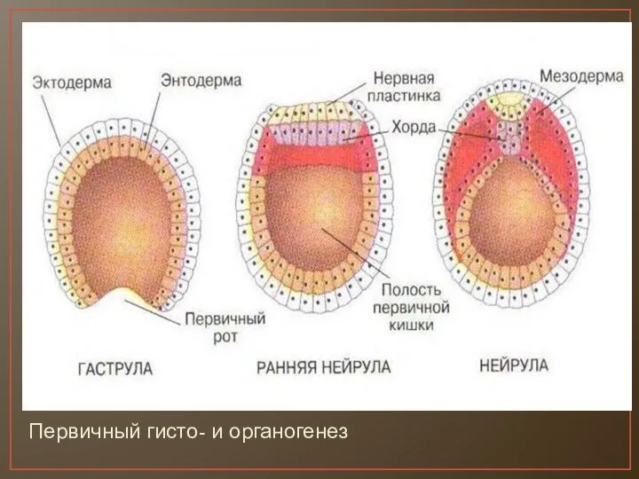 Первичный гисто- и органогенез