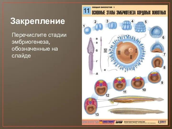 Закрепление Перечислите стадии эмбриогенеза, обозначенные на слайде