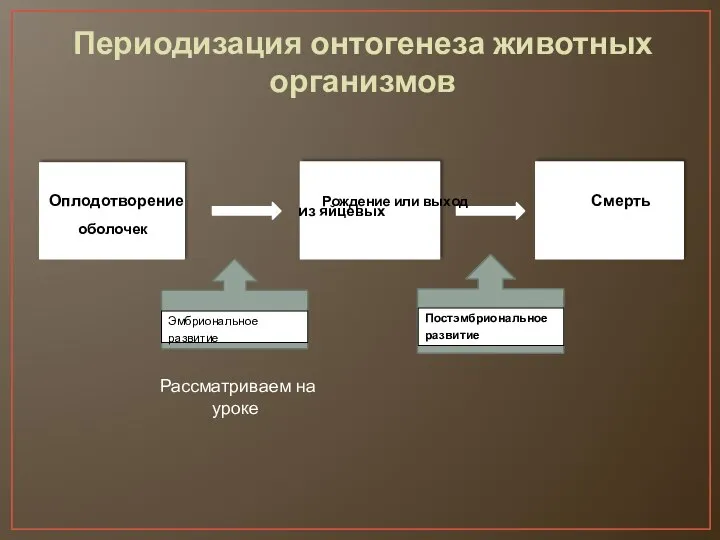 Эмбриональное развитие Постэмбриональное развитие развитие Периодизация онтогенеза животных организмов Оплодотворение Рождение