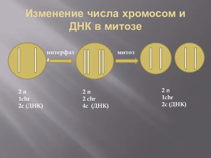 Изменение числа хромосом и ДНК в митозе интерфаза митоз 2 n