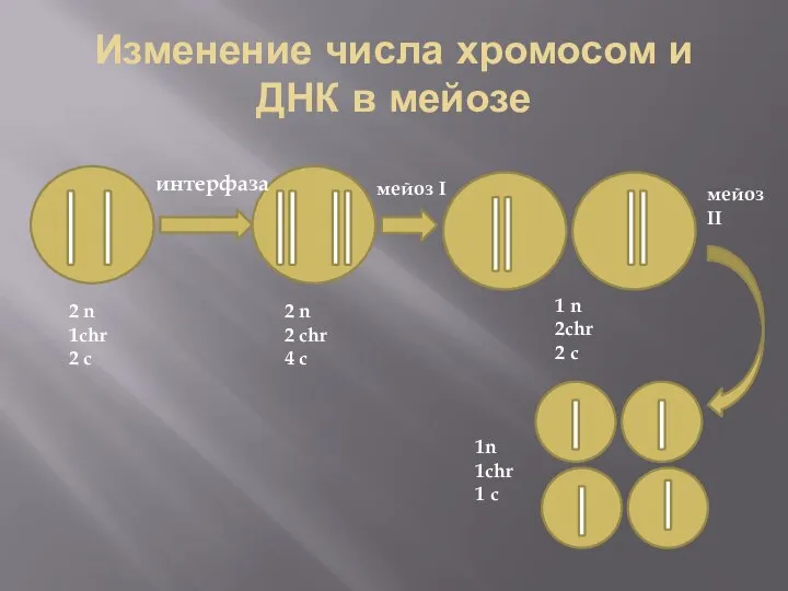 Изменение числа хромосом и ДНК в мейозе интерфаза мейоз I мейоз