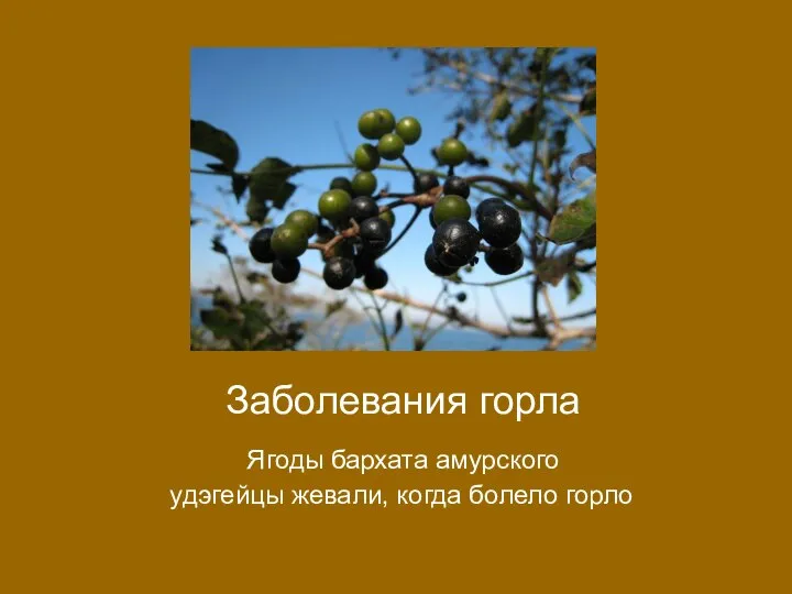 Заболевания горла Ягоды бархата амурского удэгейцы жевали, когда болело горло