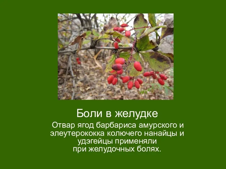 Боли в желудке Отвар ягод барбариса амурского и элеутерококка колючего нанайцы