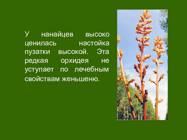 У нанайцев высоко ценилась настойка пузатки высокой. Эта редкая орхидея не уступает по лечебным свойствам женьшеню.