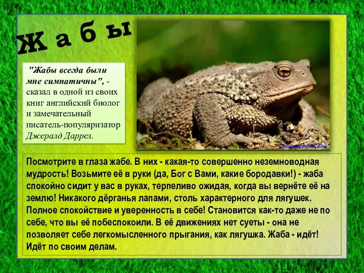 Посмотрите в глаза жабе. В них - какая-то совершенно неземноводная мудрость!