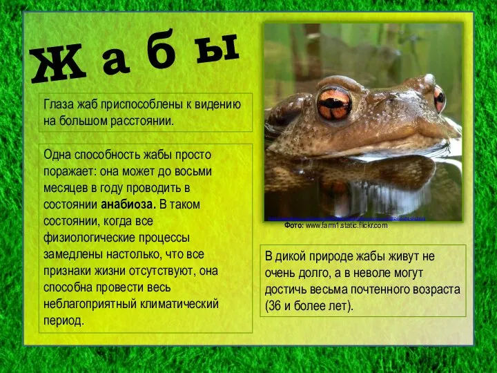 Ж а б ы http://www.bizslovo.org/content/index.php/ru/plavni/65-tvarynny-svit/292-ropuha-sira.html Фото: www.farm1.static.flickr.com Глаза жаб приспособлены к