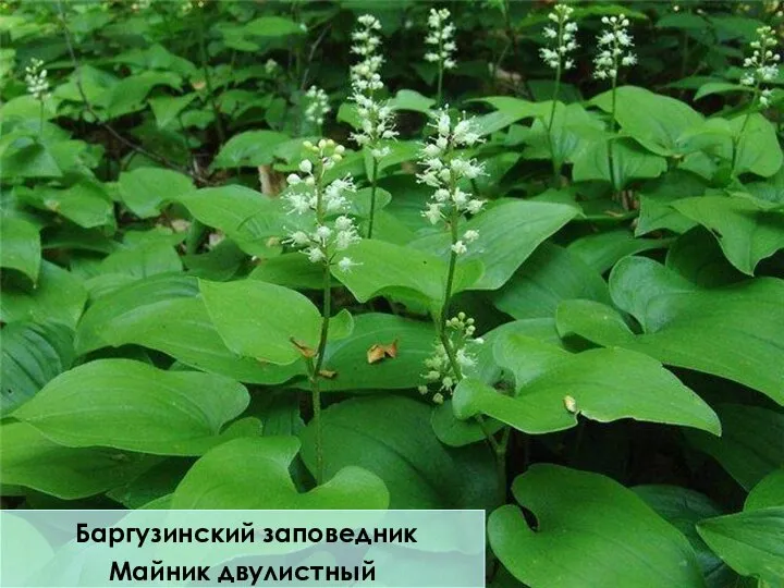 Баргузинский заповедник Майник двулистный