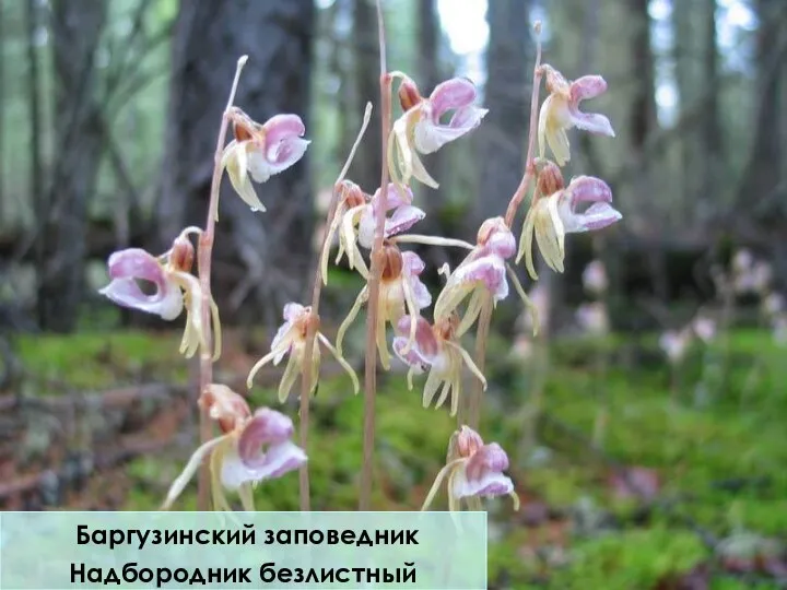 Баргузинский заповедник Надбородник безлистный