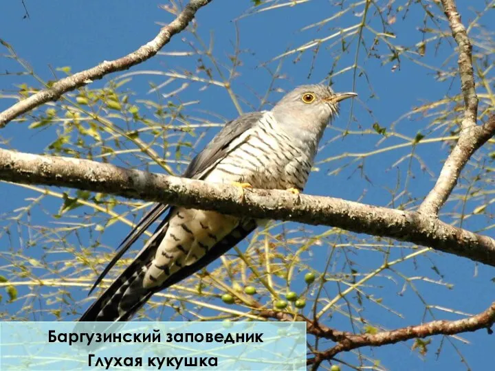 Баргузинский заповедник Глухая кукушка