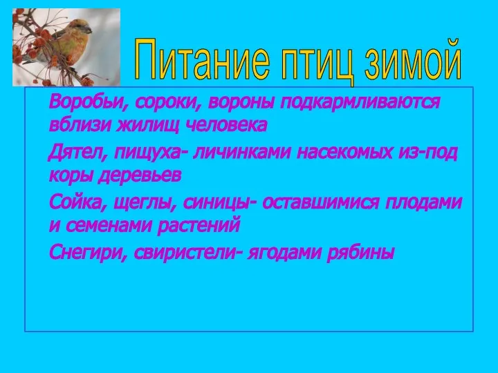 Воробьи, сороки, вороны подкармливаются вблизи жилищ человека Дятел, пищуха- личинками насекомых