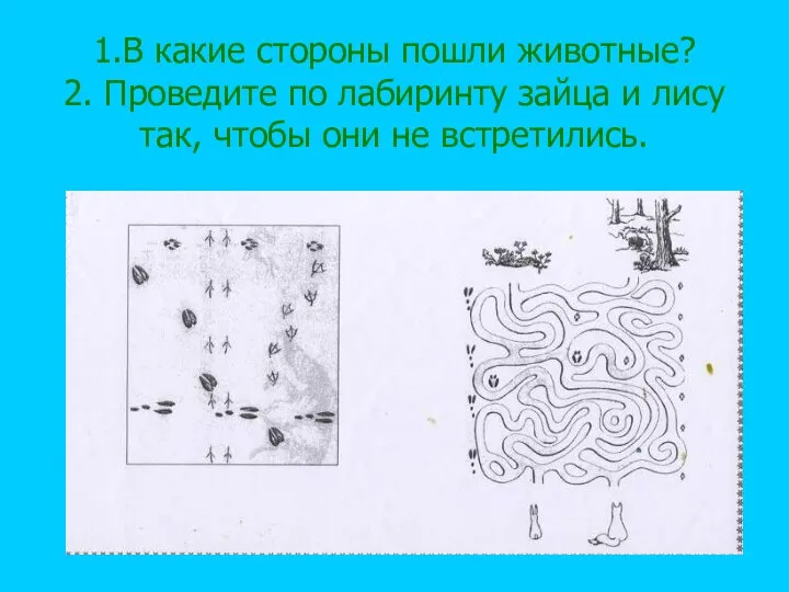 1.В какие стороны пошли животные? 2. Проведите по лабиринту зайца и