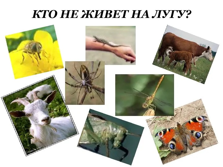 КТО НЕ ЖИВЕТ НА ЛУГУ?