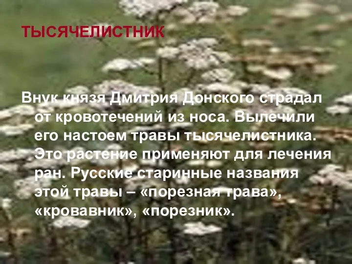 ТЫСЯЧЕЛИСТНИК Внук князя Дмитрия Донского страдал от кровотечений из носа. Вылечили