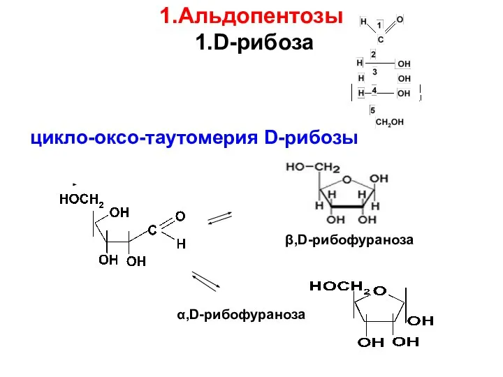 1.Альдопентозы 1.D-рибоза цикло-оксо-таутомерия D-рибозы β,D-рибофураноза α,D-рибофураноза