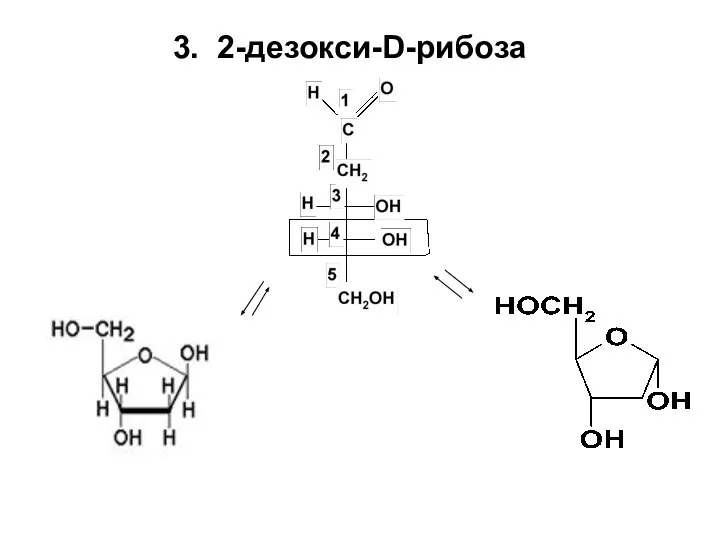 3. 2-дезокси-D-рибоза
