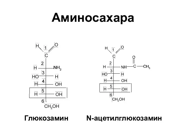 Аминосахара Глюкозамин N-ацетилглюкозамин