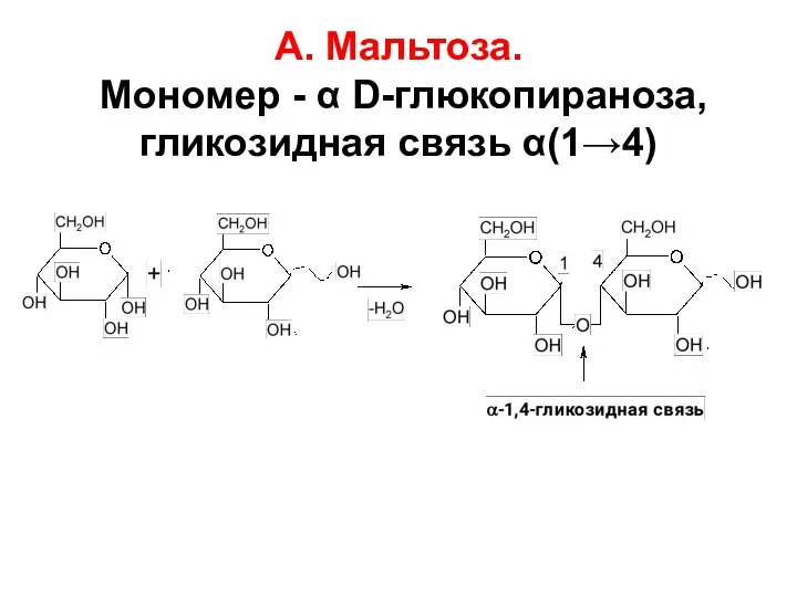 А. Мальтоза. Мономер - α D-глюкопираноза, гликозидная связь α(1→4)