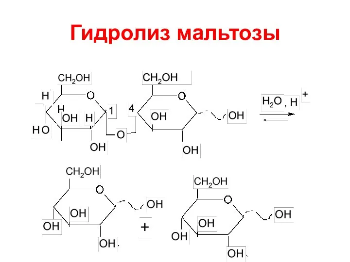 Гидролиз мальтозы