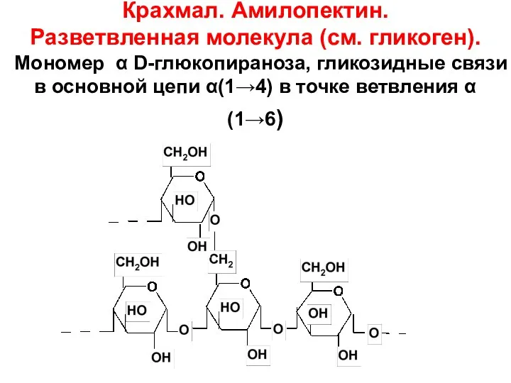 Крахмал. Амилопектин. Разветвленная молекула (см. гликоген). Мономер α D-глюкопираноза, гликозидные связи