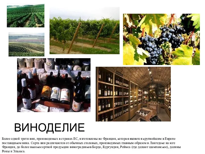 ВИНОДЕЛИЕ Более одной трети вин, производимых в странах ЕС, изготовлены во