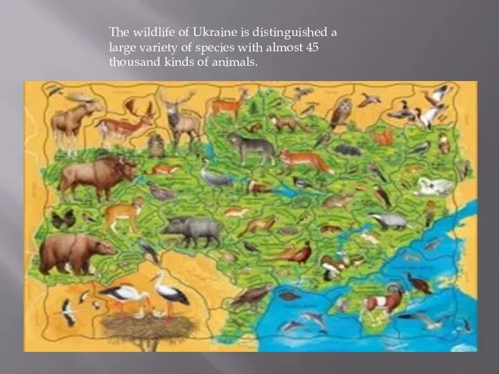 The wildlife of Ukraine is distinguished a large variety of species