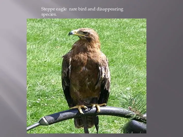 Steppe eagle rare bird and disappearing species.