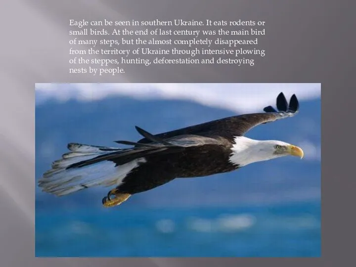 Eagle can be seen in southern Ukraine. It eats rodents or